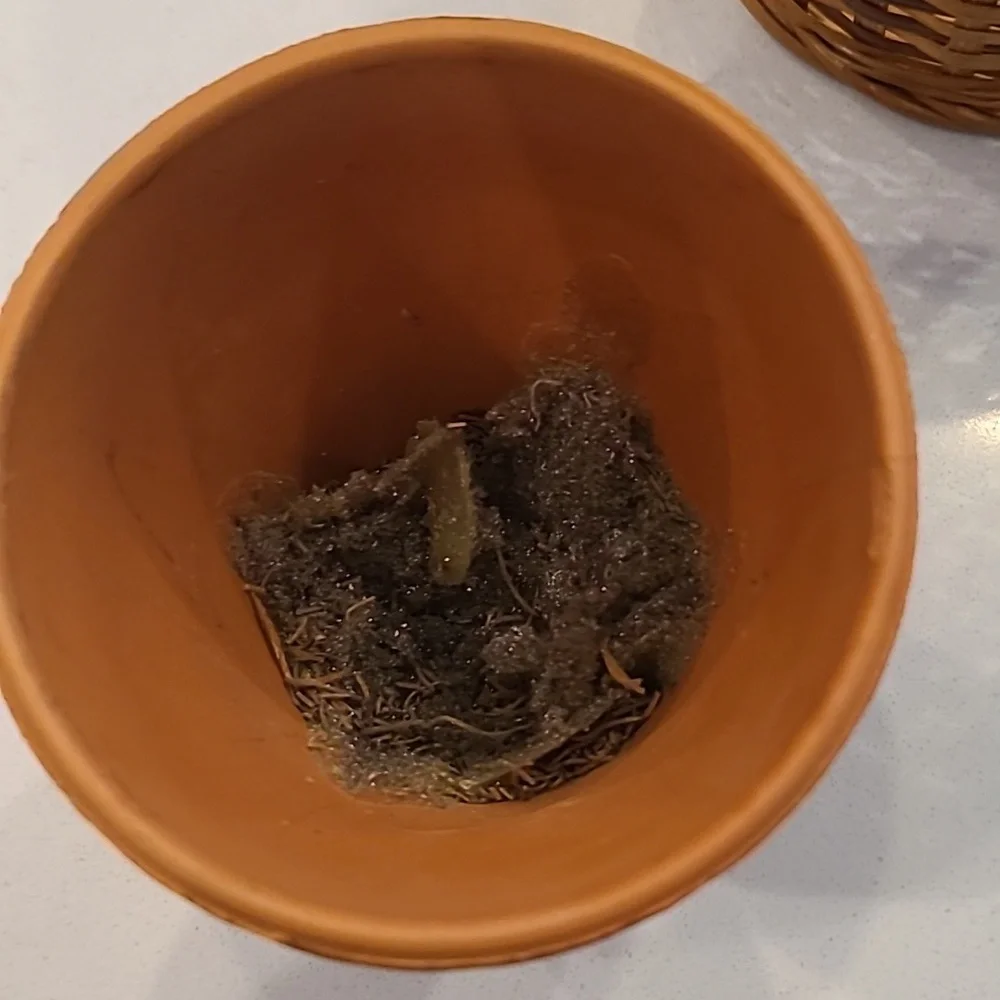 Floral Basket/ Pot Bundle